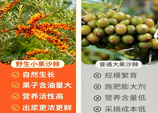 线上全年回购数据整理,区分尝鲜与长期复购客群,棘小白沙棘原浆老客占比数据亮眼